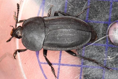 Réf. 300 144 : Silpha obscura